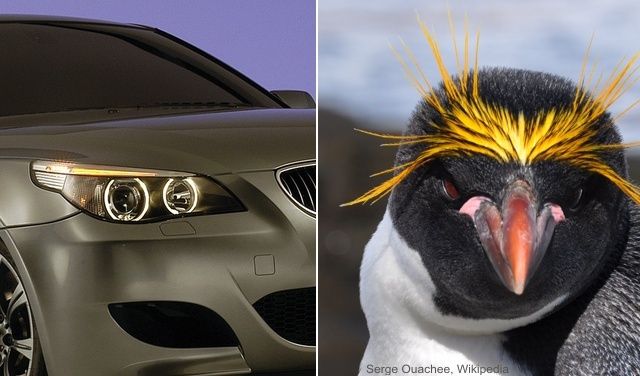 BMW 5er i pingwin