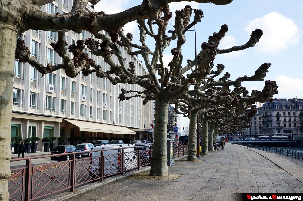 Chodnik i drzewa w Genewie